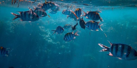 Các con số liên quan đến giấc mơ